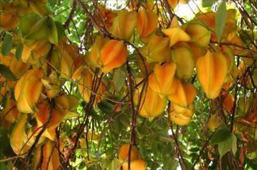 Yıldız Meyvesi- Star Fruit- Carambola