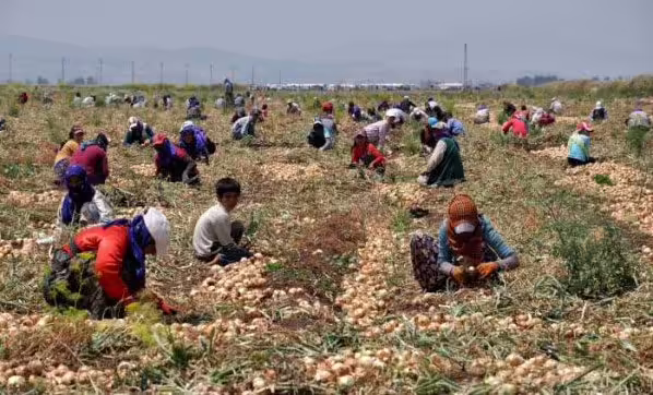 Resmi Gazete’de yayımlanan Başbakanlık Genelgesi ile mevsimlik tarım işçisi olarak çalışmak amacıyla bulundukları