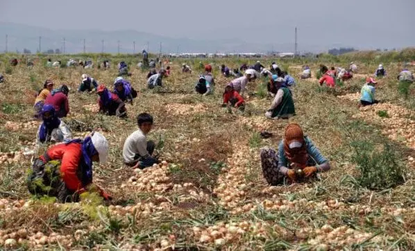 Resmi Gazete’de yayımlanan Başbakanlık Genelgesi ile mevsimlik tarım işçisi olarak çalışmak amacıyla bulundukları