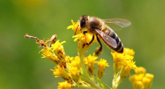 Türkiye yıllık 107 bin tonluk üretimle dünya bal liginde Çin’den