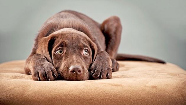 İ.Y. isimli kişi, YouTube’da bulunan hayvanlara şiddet uyguladığı görülen videoyu