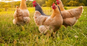 Son günlerdeki yumurta fiyatlarının artışının neden kaynaklandığına dair tartışma hız