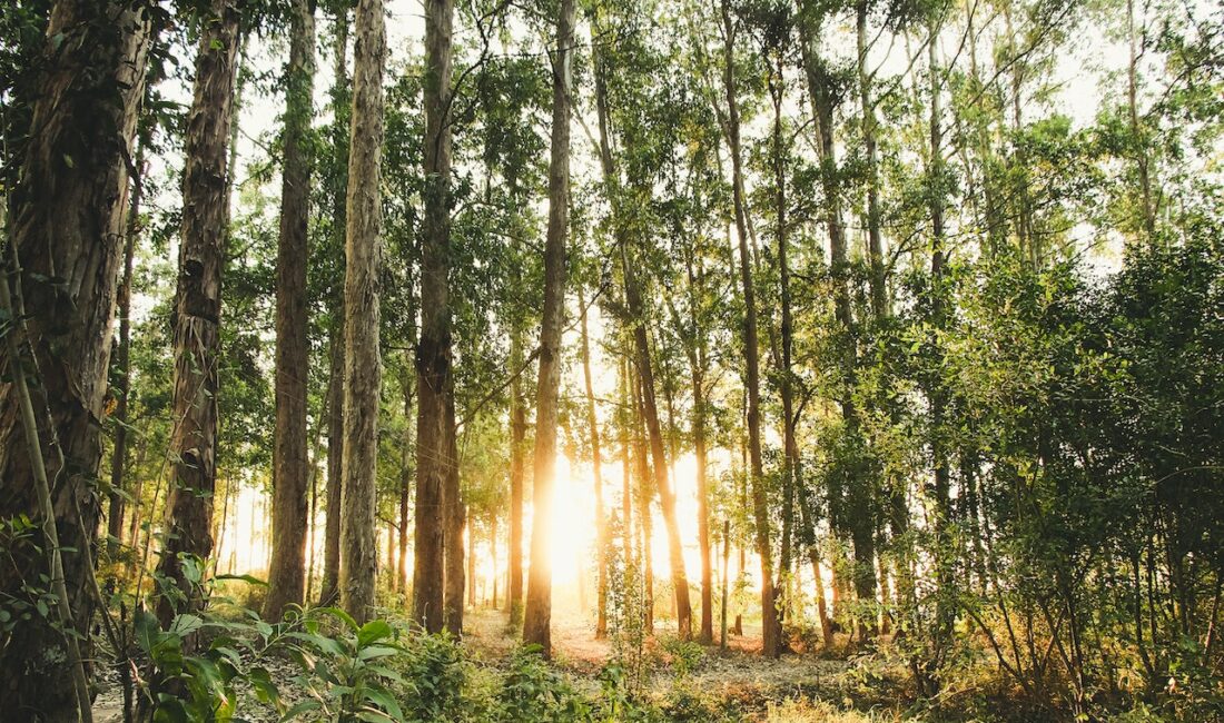 Doğa ve orman manzaralarını sevenler için harika fotoğraflar Ünlü dizi oyuncusu, sosyal medyada yarattığı etkileyici paylaşımıyla büyük bir