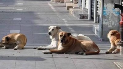 Türkiye'de sokak köpekleri ile ilgili uzun süredir beklenen düzenlemeler nihayet