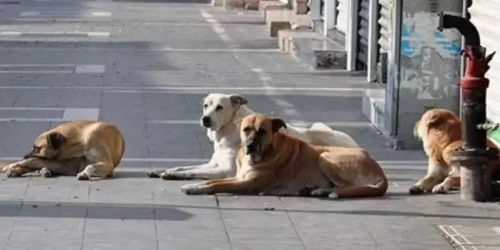 Türkiye'de sokak köpekleri ile ilgili uzun süredir beklenen düzenlemeler nihayet